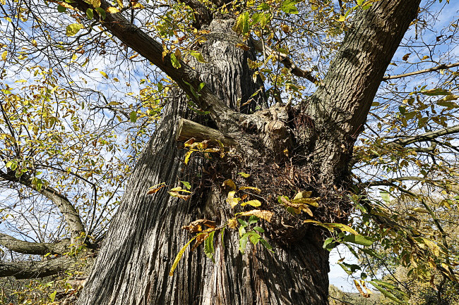 Nationaldenkmal Esskastanie Vaalserquartier